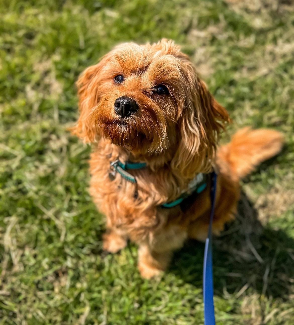 Puppy - Fetch Club Shop