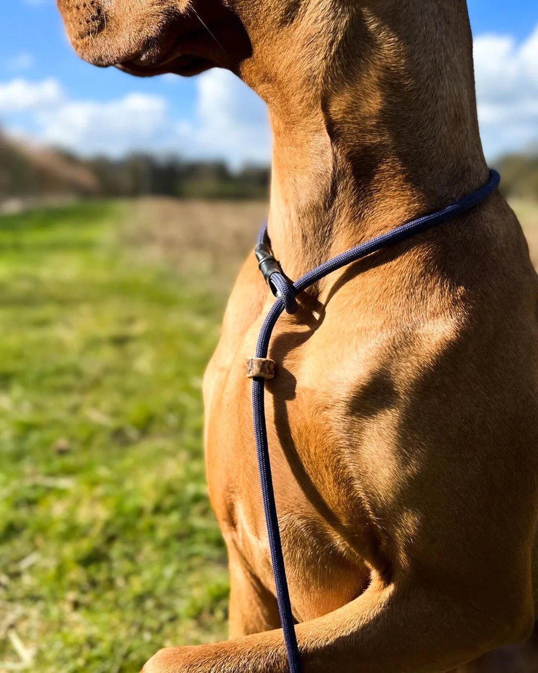 Slip Leads for Dogs: are they the best option for your dog? - Fetch Club Shop