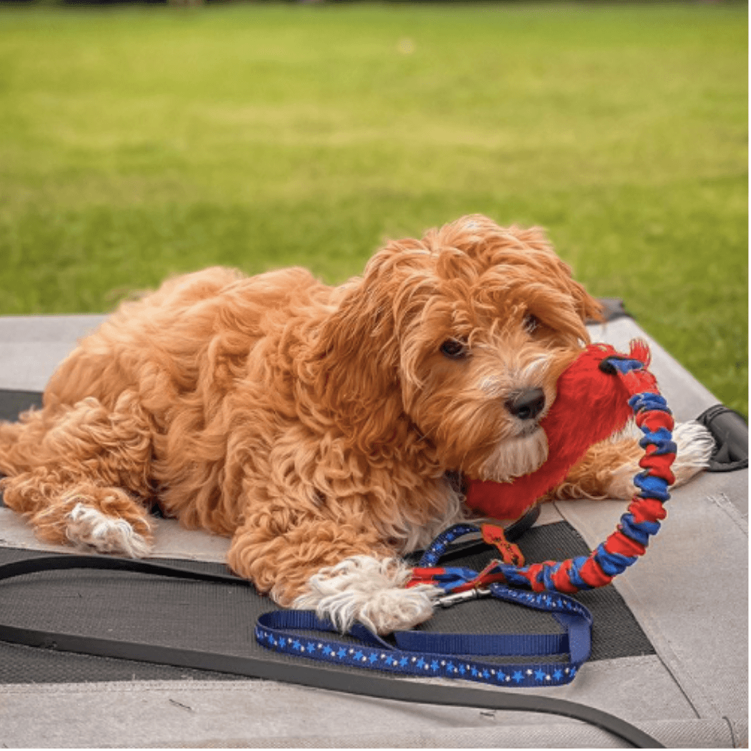 Fetch pet online toys