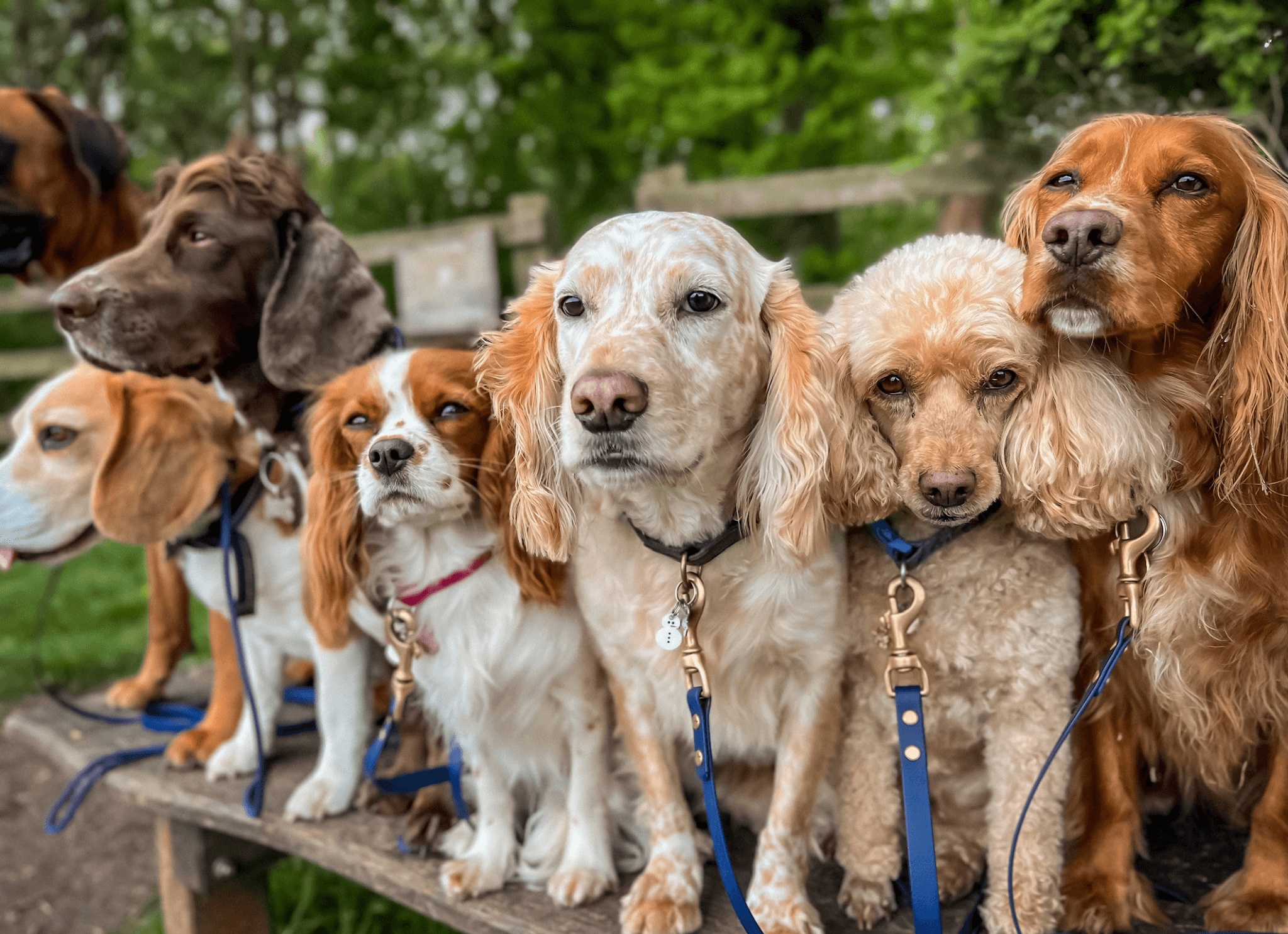 Leads & Collars - Fetch Club Shop