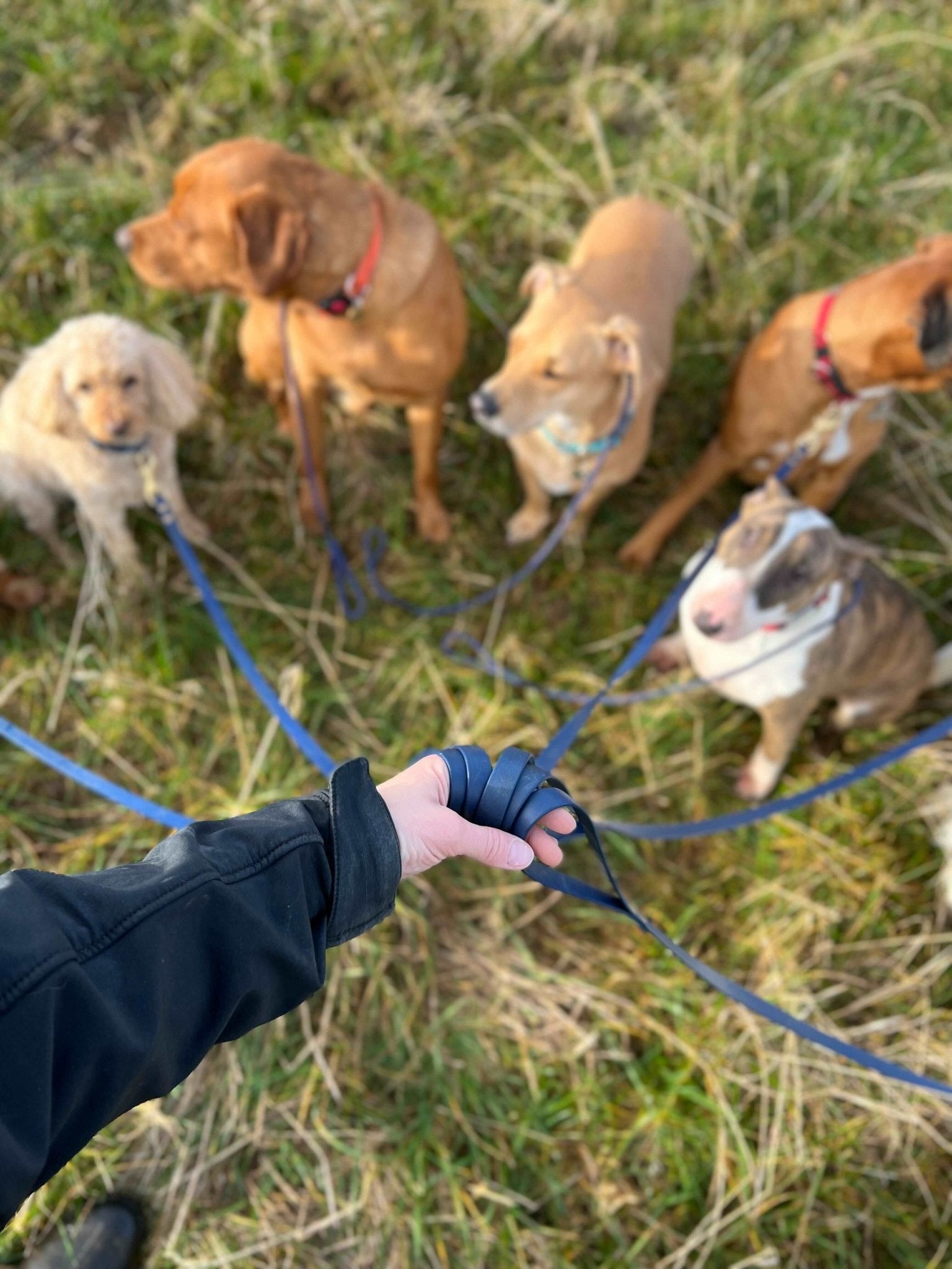 Biothane Walking Lead - Fetch Club Shop