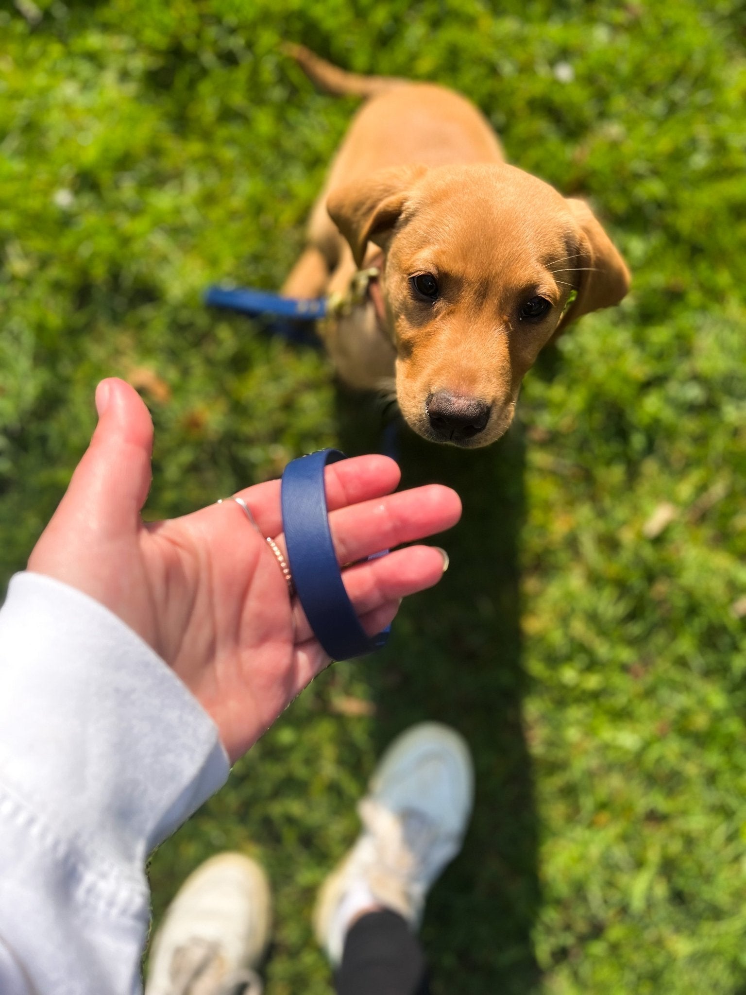 Biothane Walking Lead - Fetch Club Shop