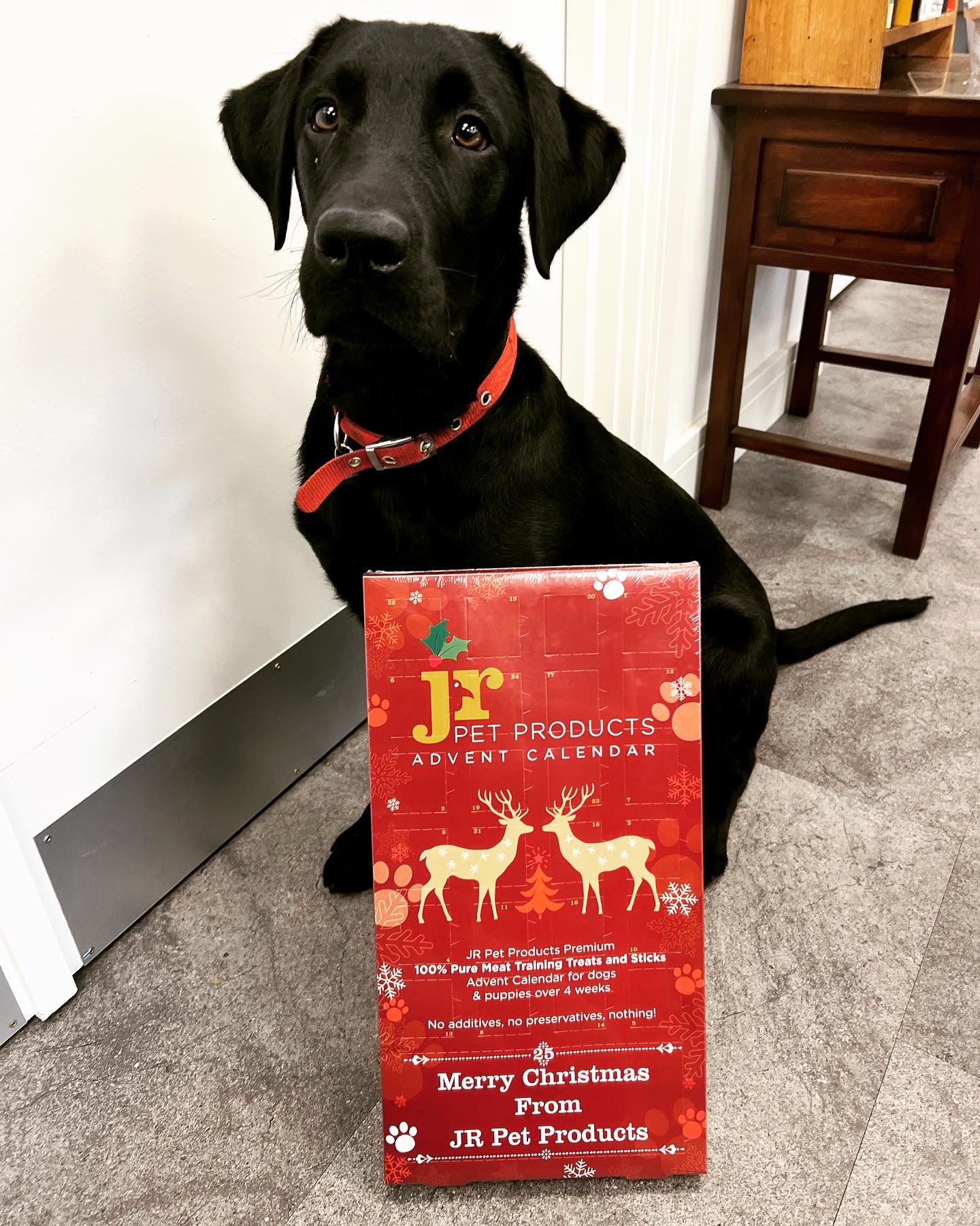 Christmas Advent Calendar for Dogs - Fetch Club Shop