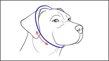 Slip collar - Fetch Club Shop