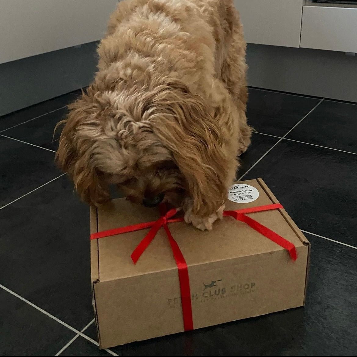 Treat box for dogs - Fetch Club Shop